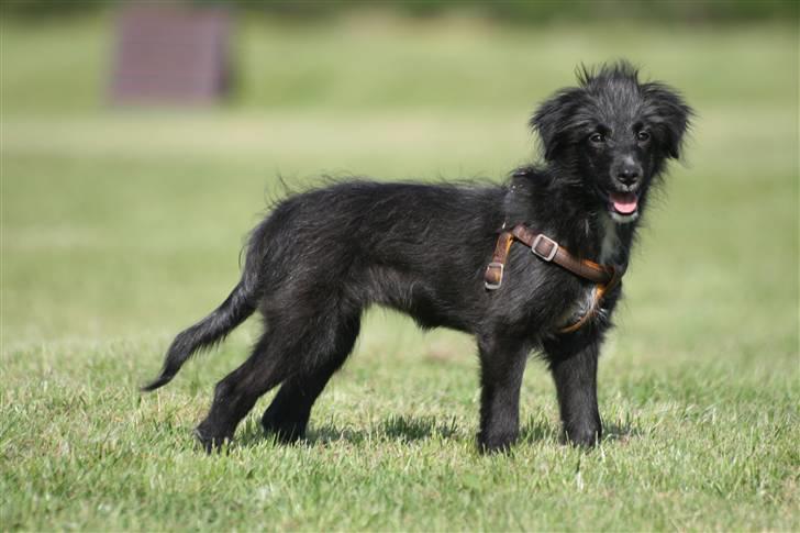 Pyrenæisk hyrdehund Jomgardens Irma billede 9