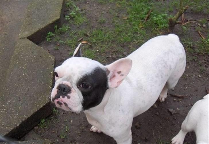 Fransk bulldog Fiona - Min mor som hedder Perle billede 10
