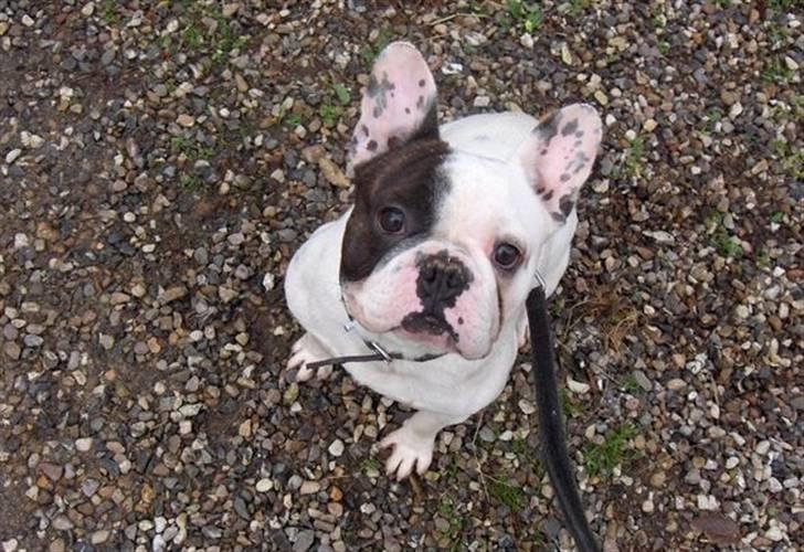 Fransk bulldog Fiona - Min farmand, som hedder Drago billede 11