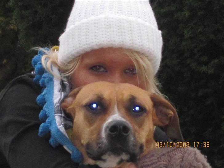 Amerikansk staffordshire terrier ~*~*~*~ Angie ~*~*~*~ billede 17