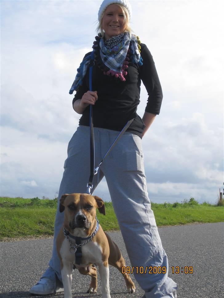 Amerikansk staffordshire terrier ~*~*~*~ Angie ~*~*~*~ billede 18