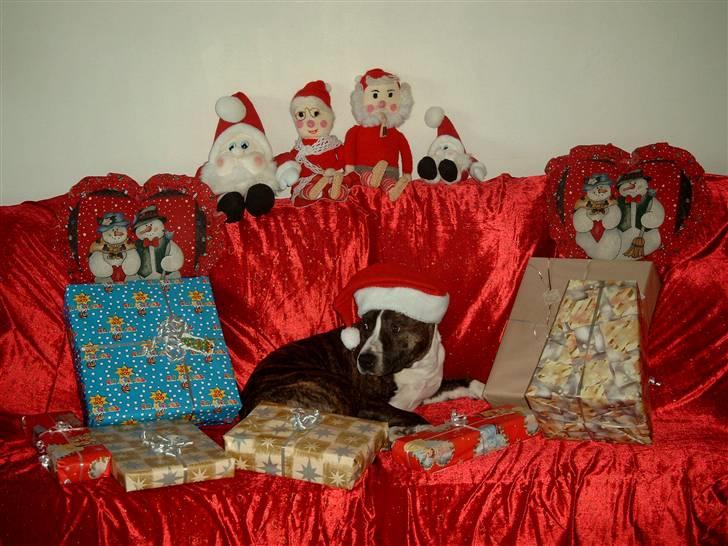 Amerikansk staffordshire terrier Snuggi - En meget tåldmodig julehund billede 1