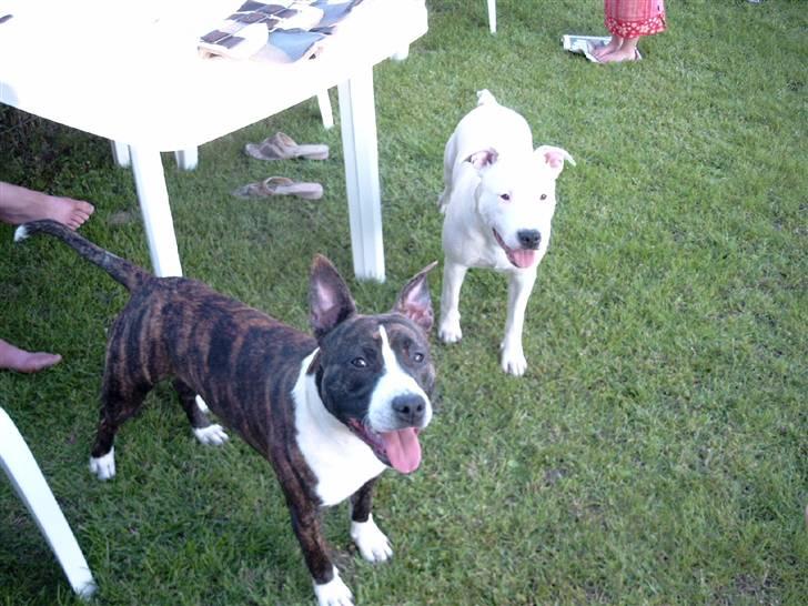 Amerikansk staffordshire terrier Snuggi billede 2