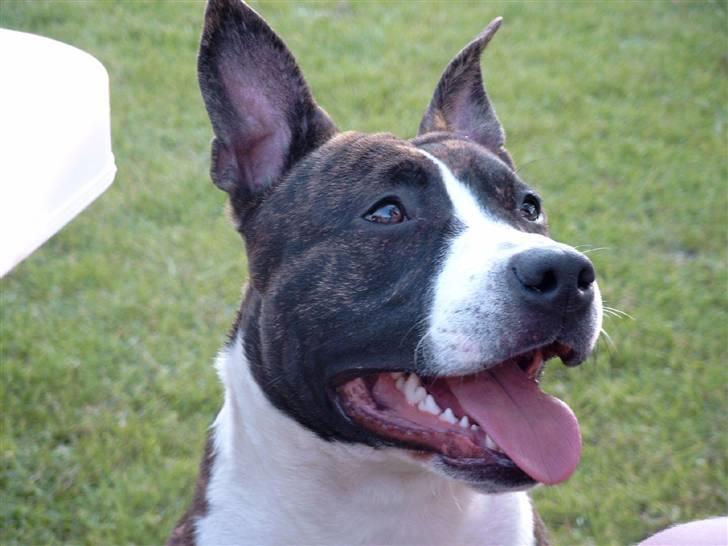 Amerikansk staffordshire terrier Snuggi billede 3