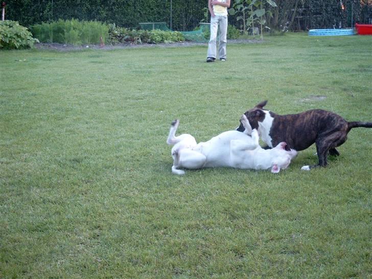 Amerikansk staffordshire terrier Snuggi billede 4