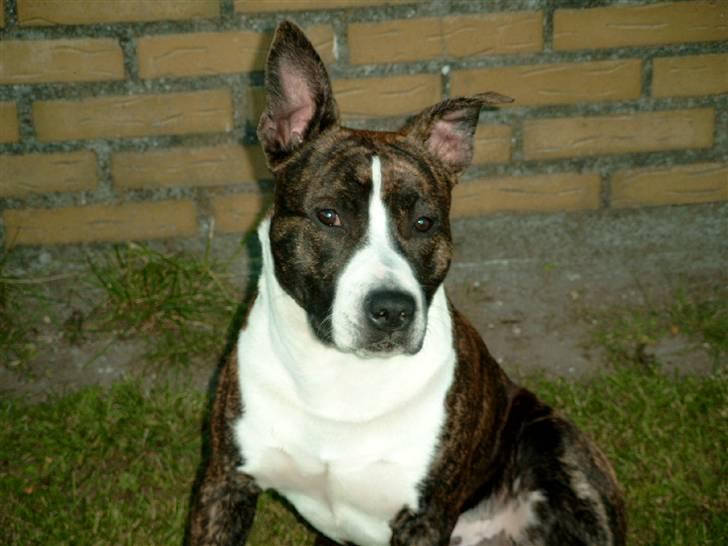 Amerikansk staffordshire terrier Snuggi billede 5