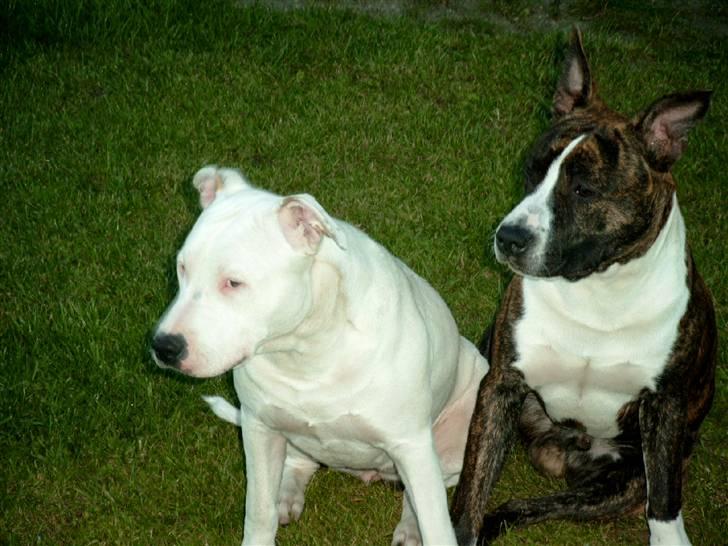 Amerikansk staffordshire terrier Snuggi billede 6