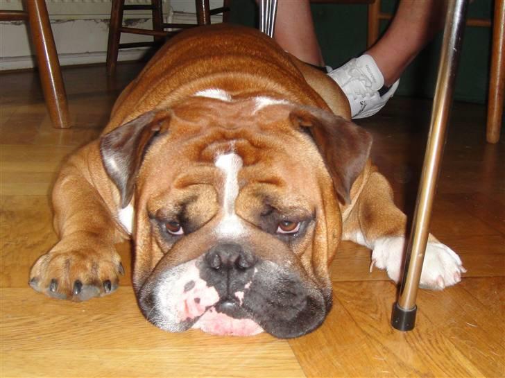 Engelsk bulldog Albert billede 15