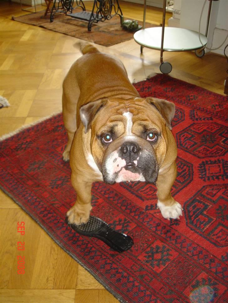 Engelsk bulldog Albert billede 16