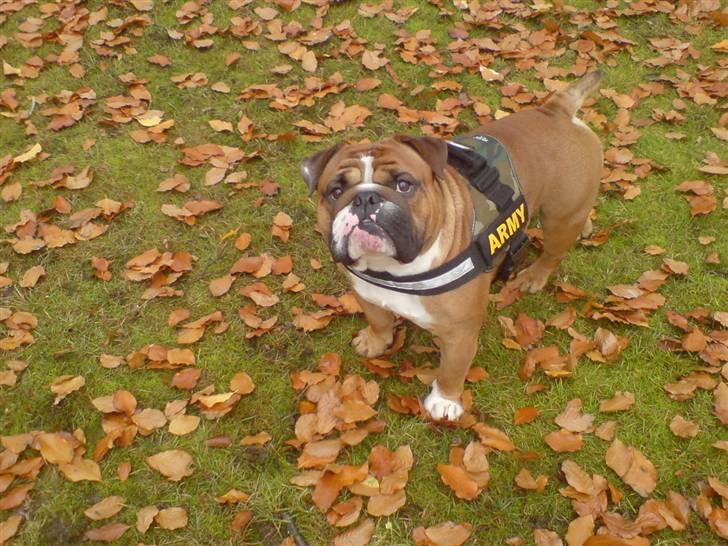 Engelsk bulldog Albert billede 17