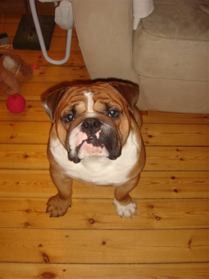 Engelsk bulldog Albert billede 18