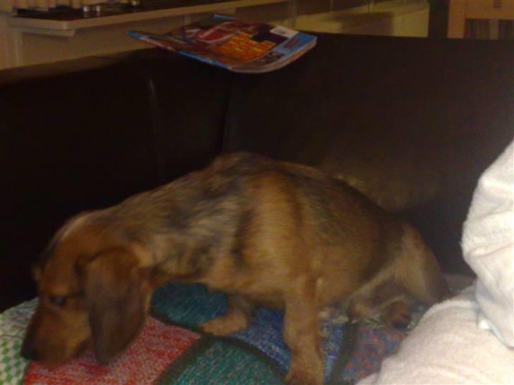 Gravhund Blackie billede 11