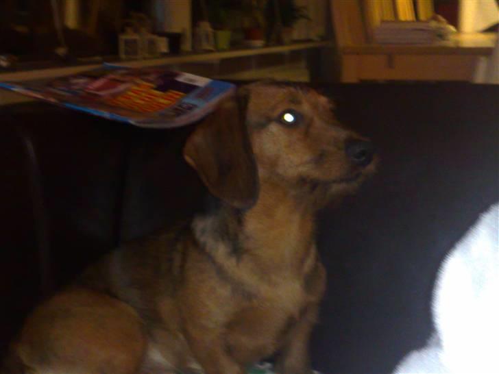 Gravhund Blackie billede 12