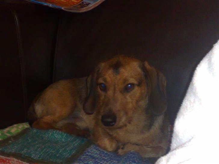 Gravhund Blackie billede 13