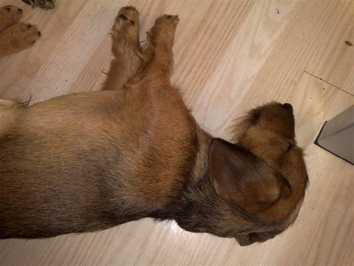 Gravhund Blackie billede 14