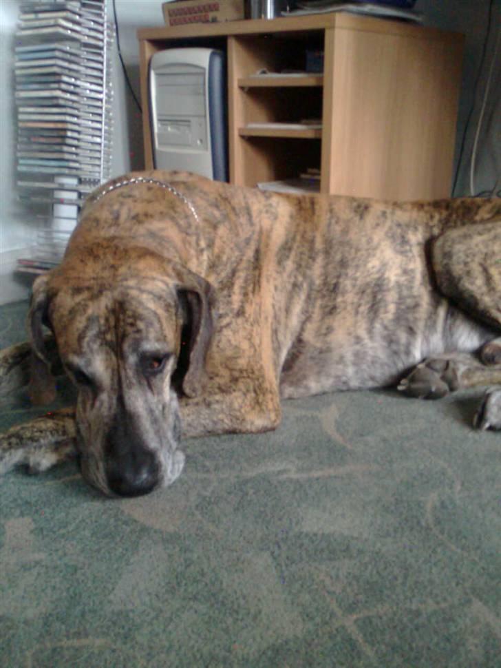 Grand danois tarzan  - er jeg ikke dejlig billede 1