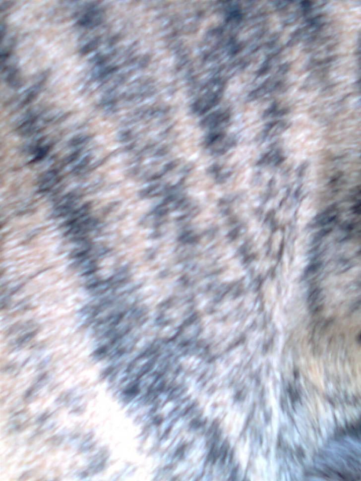 Grand danois tarzan  - se lige mine flotte striber  billede 2