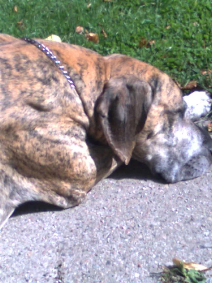 Grand danois tarzan  - jeg nyder livet billede 3