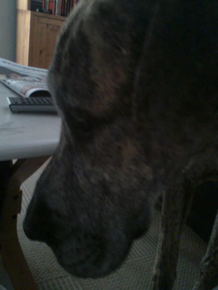 Grand danois tarzan  - ( close up ) sådan er det at være stor i en lille stue  billede 4