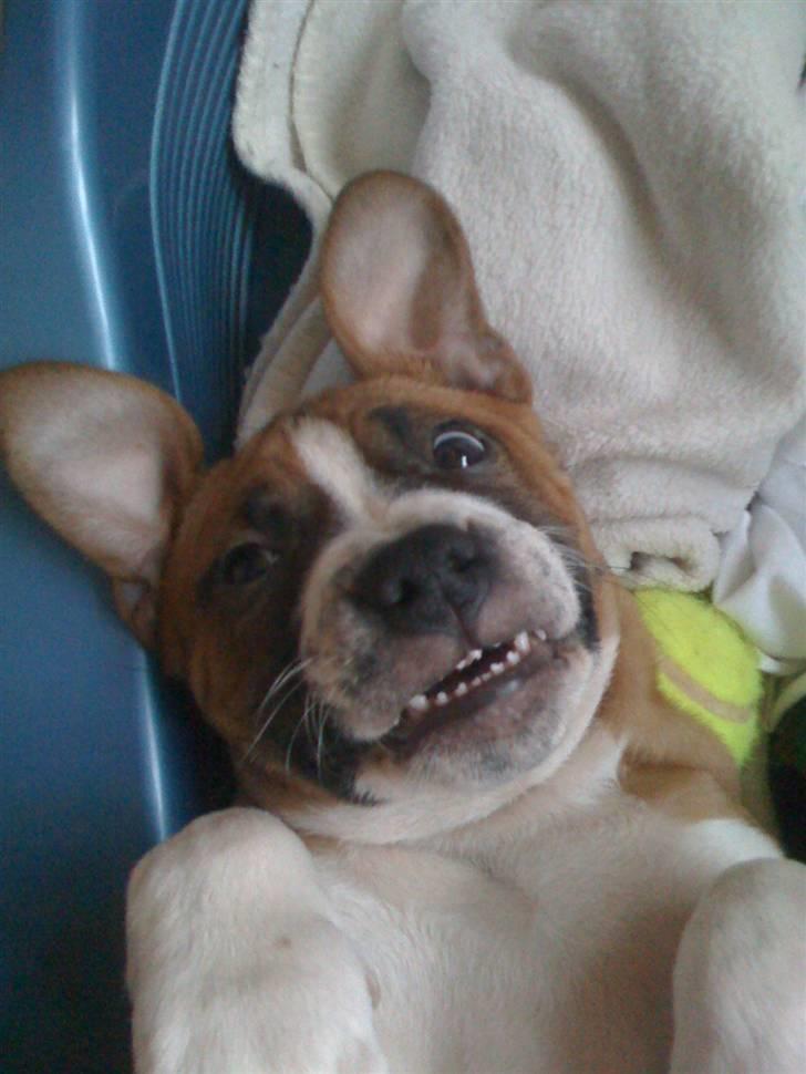 Amerikansk staffordshire terrier Tiggi - BØØØHH billede 8