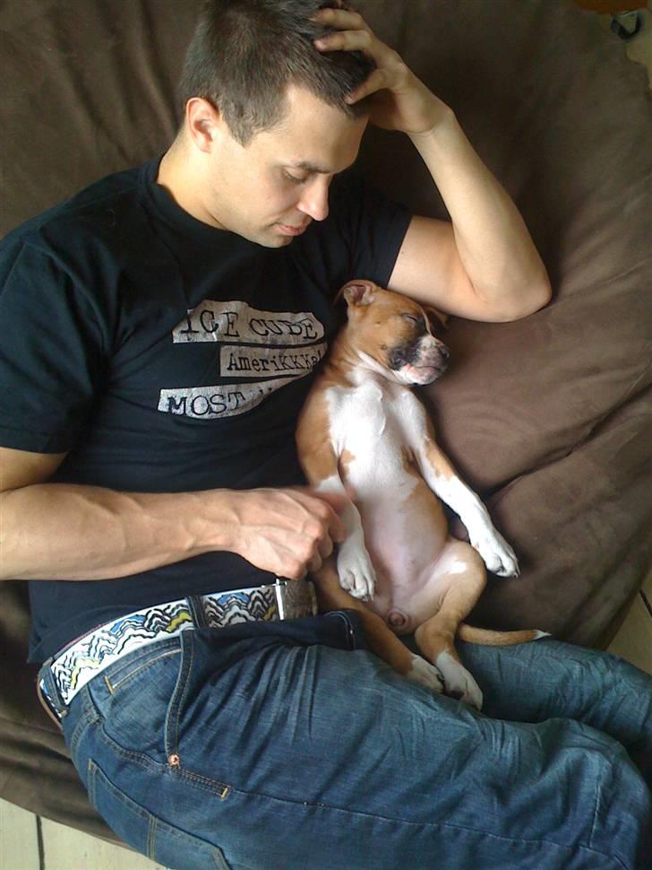 Amerikansk staffordshire terrier Tiggi billede 9