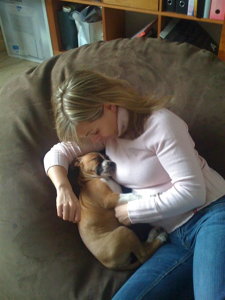 Amerikansk staffordshire terrier Tiggi billede 10