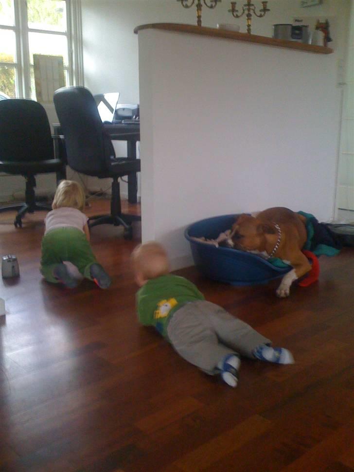 Amerikansk staffordshire terrier Tiggi - Må jeg godt være med? billede 11