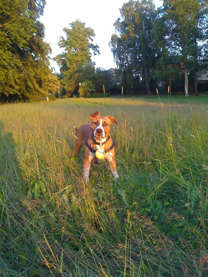 Amerikansk staffordshire terrier Tiggi - ude og lege Apport med farmand :D billede 12