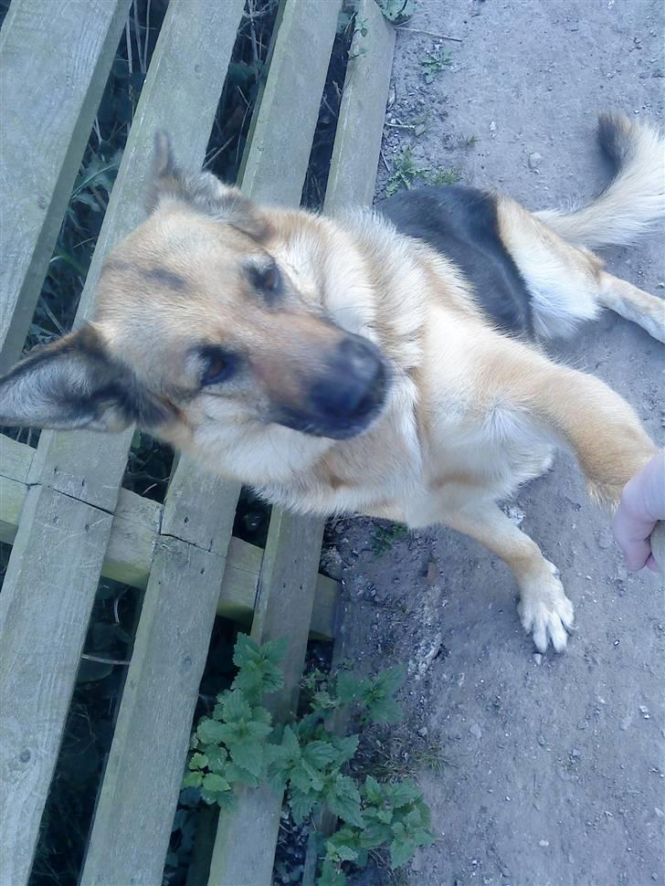 Schæferhund amanda *my life* - amanda sidder  billede 1