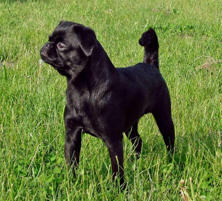 Griffon petit brabancon Yurmala billede 2