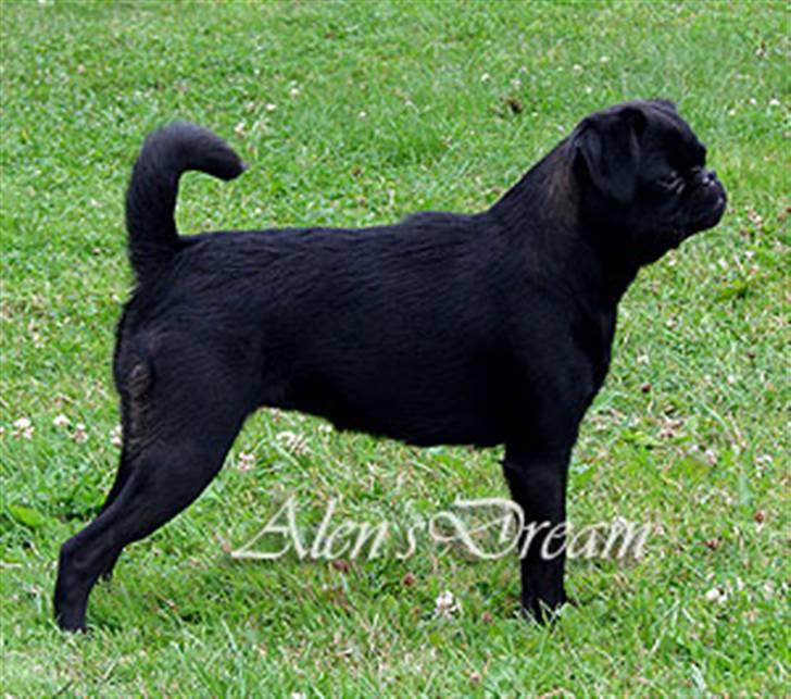 Griffon petit brabancon Yurmala billede 3