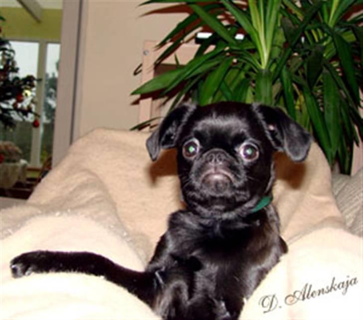 Griffon petit brabancon Yurmala billede 4