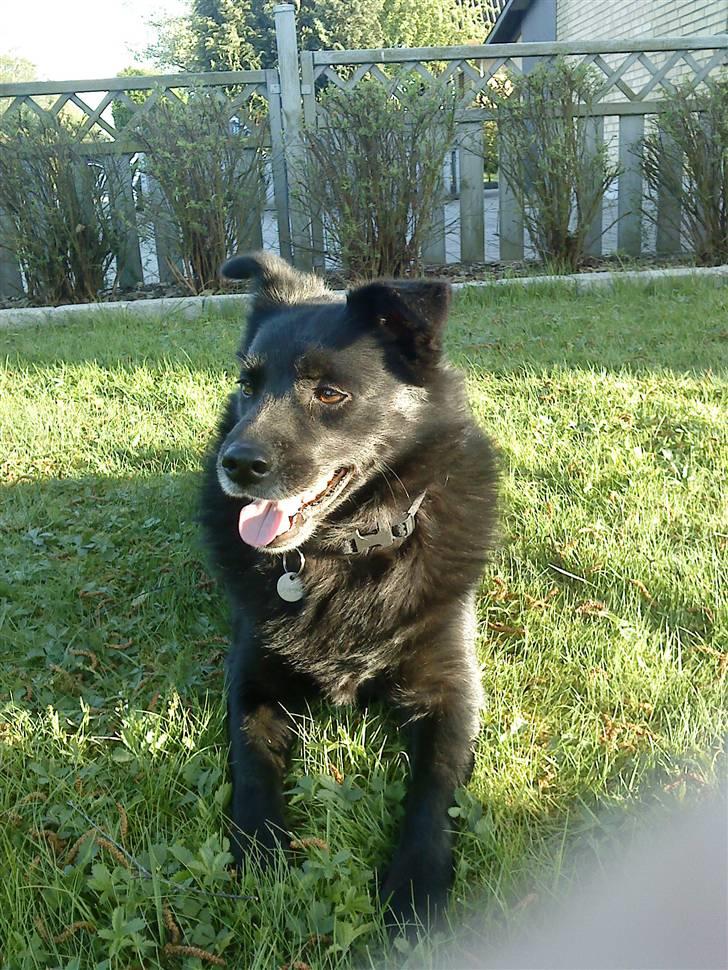 Hollandsk hyrdehund pumba - Jeg sys han ligner en ulv billede 1