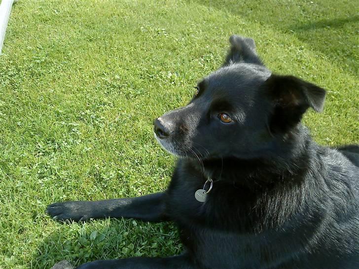 Hollandsk hyrdehund pumba - Han elsker at være ude i solskinsvejr billede 2