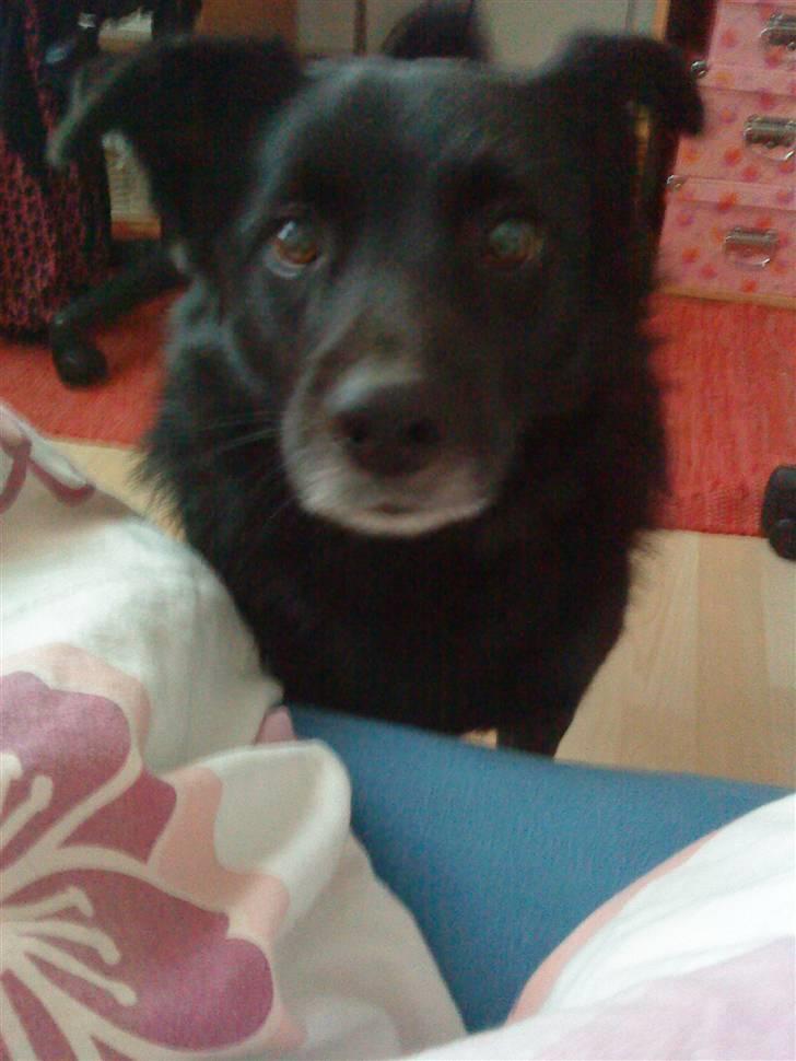 Hollandsk hyrdehund pumba - Et nærbillede af min lille vuffer billede 3