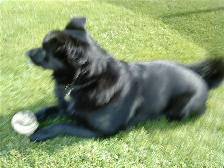 Hollandsk hyrdehund pumba - Han ELSKER sit kødben billede 4