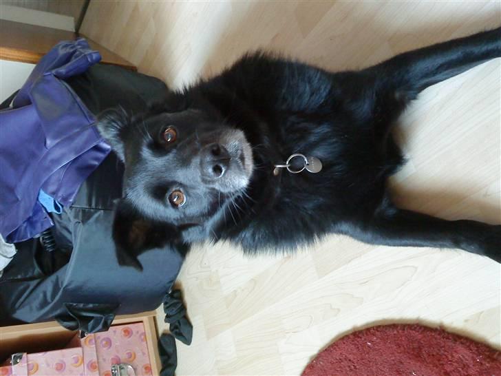 Hollandsk hyrdehund pumba - Her ligger han på mit værelse :-) billede 5