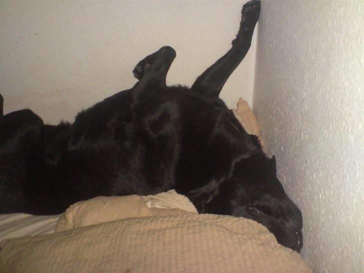 Labrador retriever Mille Jørgensen billede 1