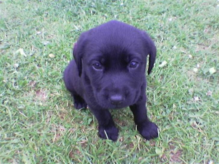 Labrador retriever Mille Jørgensen billede 2