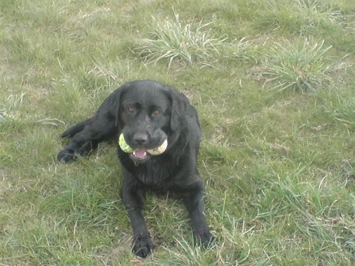 Labrador retriever Mille Jørgensen billede 3