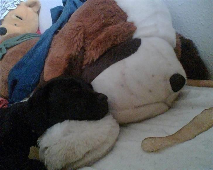 Labrador retriever Mille Jørgensen billede 4