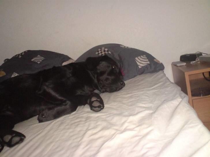 Labrador retriever Mille Jørgensen billede 5