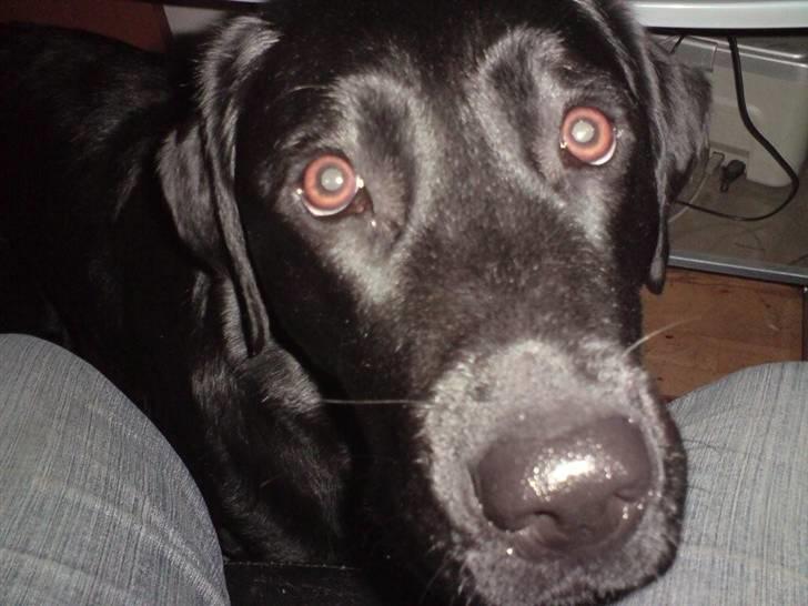 Labrador retriever Mille Jørgensen billede 6