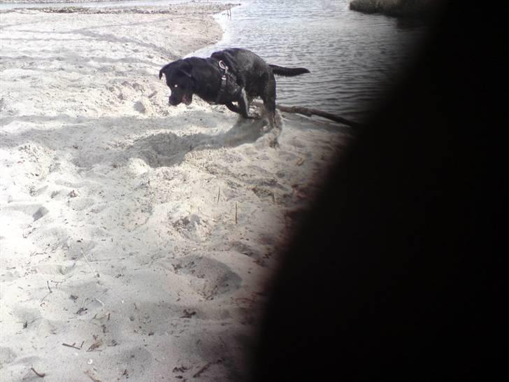 Labrador retriever Mille Jørgensen billede 7