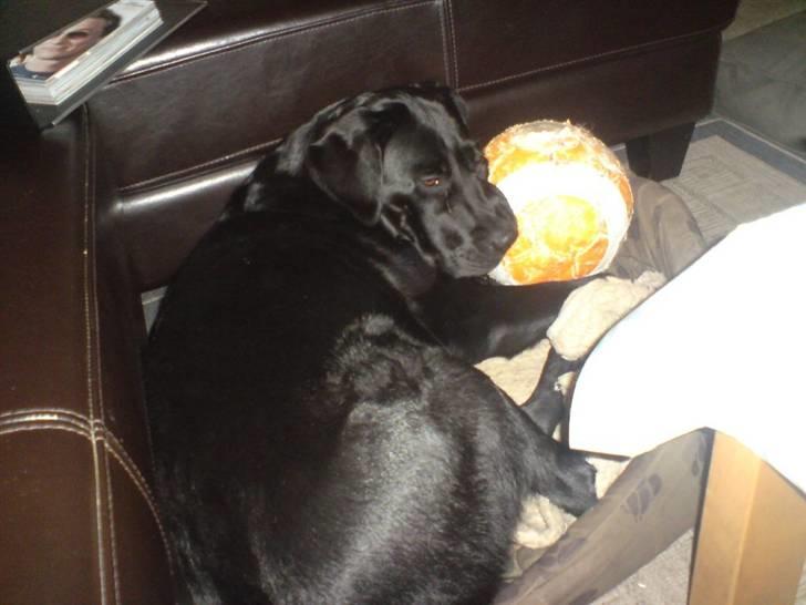 Labrador retriever Mille Jørgensen billede 8