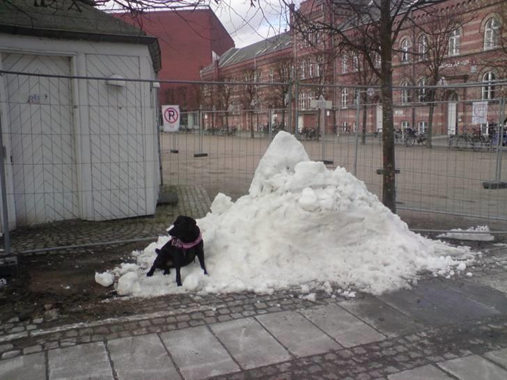 Labrador retriever Mille Jørgensen billede 9