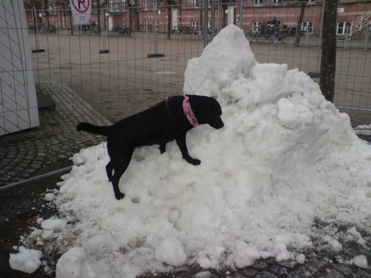 Labrador retriever Mille Jørgensen billede 10