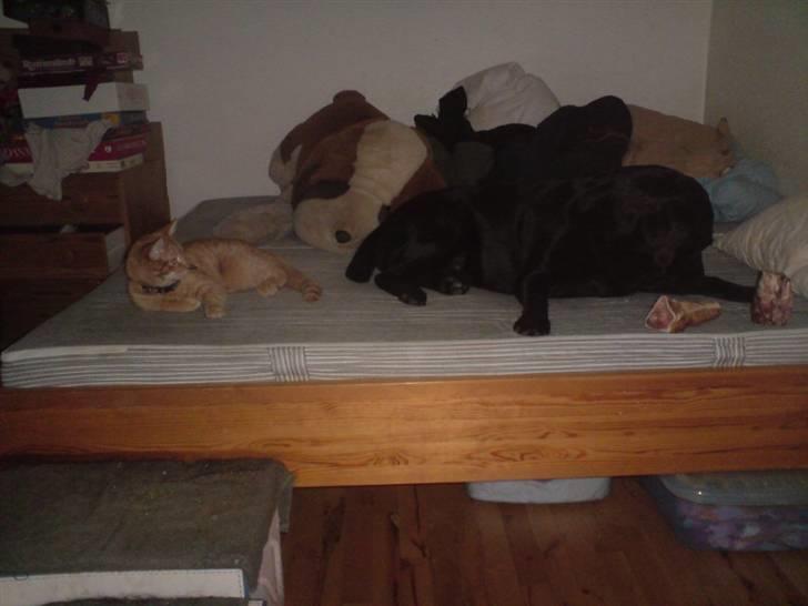 Labrador retriever Mille Jørgensen billede 11