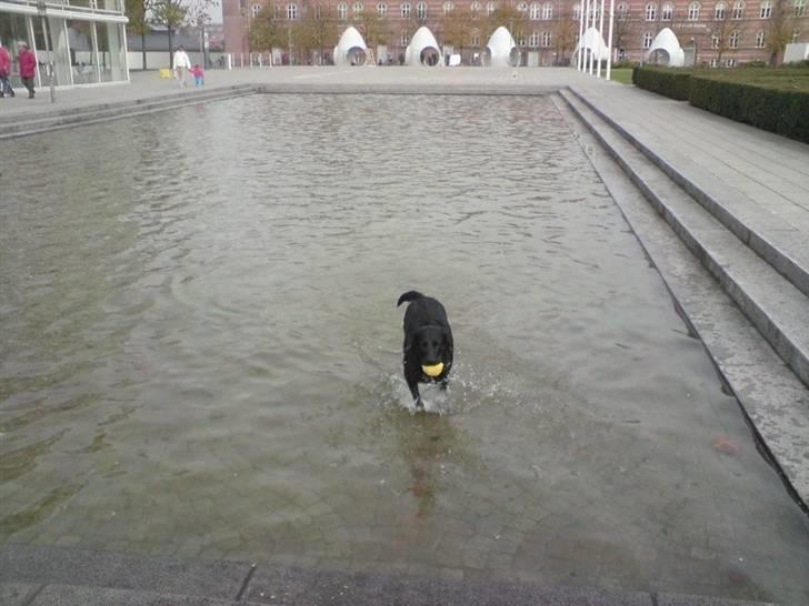 Labrador retriever Mille Jørgensen billede 12
