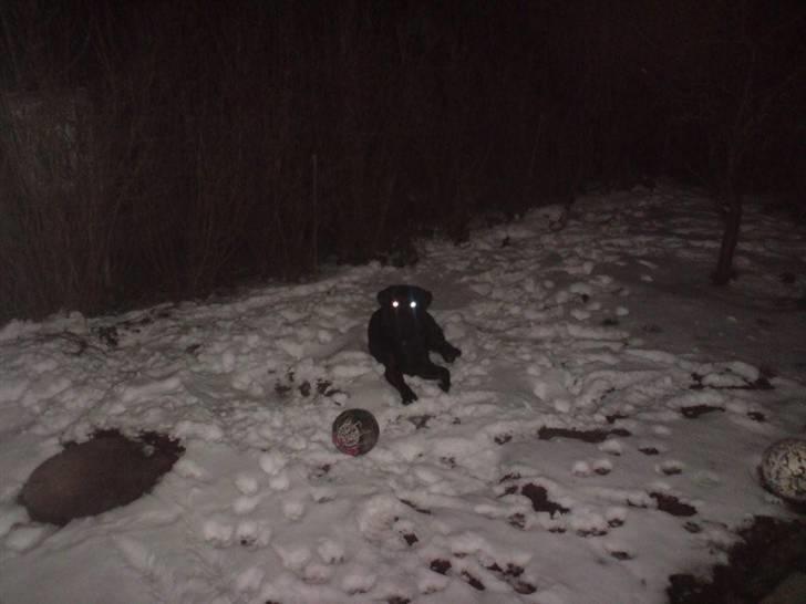 Labrador retriever Mille Jørgensen billede 13
